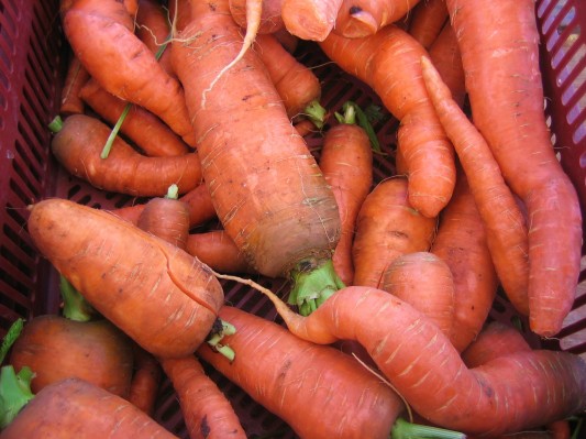 jumbo carrots jumbo carrots