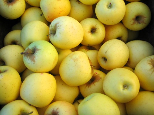 white winter pearmain white winter pearmain
