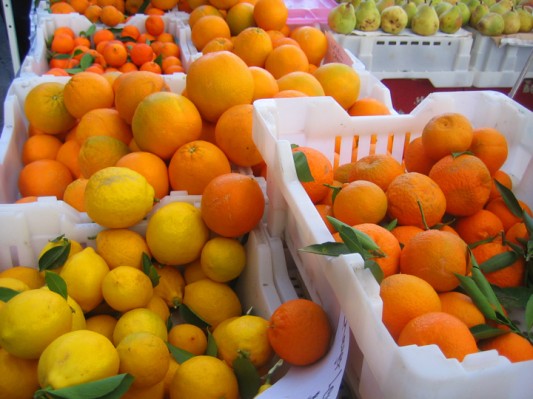 citrus citrus