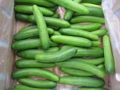 Mediterranean Cucumbers