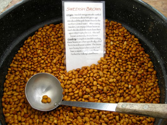 Swedish Brown Beans Swedish Brown Beans