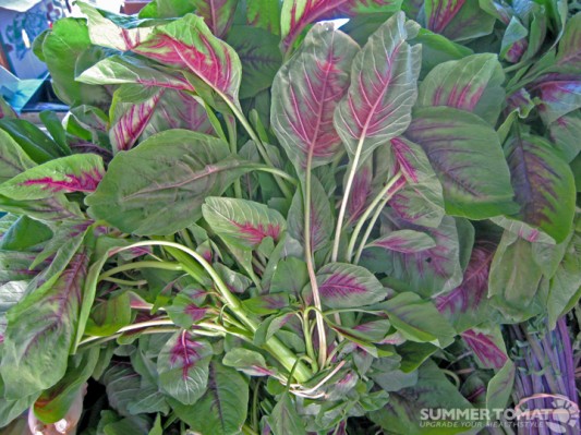 amaranth Amaranth