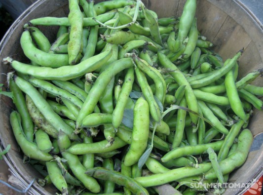 fava-beans Fava Beans