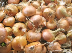 yellow-onions Yellow Onions
