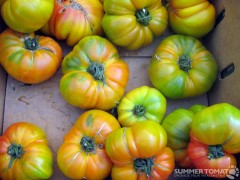 Colorful Heirloom Tomatoes