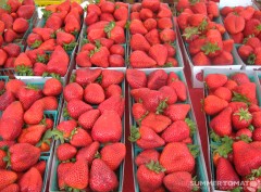 huge-strawberries Huge Strawberries
