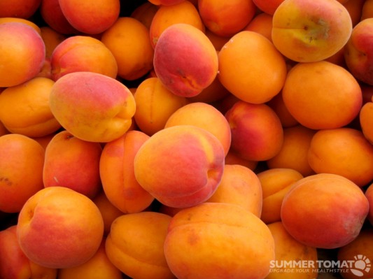 apricots Red-Orange Apricots