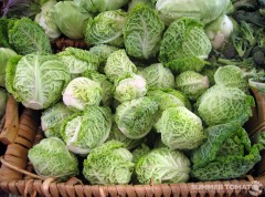 baby-savoy-cabbages Baby Savoy Cabbages
