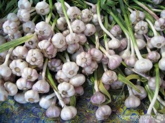 Fresh Garlic