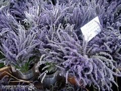 lavender Fresh Lavender