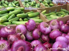 purple-onions-cucumbers Purple Onions & Cucumbers