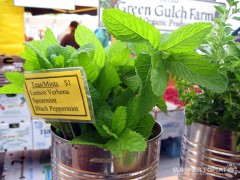 Spearmint