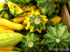 Summer Squash