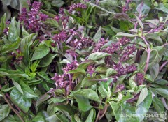 Thai Basil