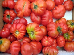 heirloom-tomatoes Heirloom Tomatoes