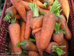 chantenay-carrots Chantenay Carrots