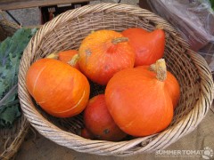 first-winter-squash First Winter Squash