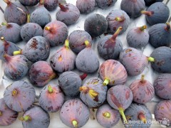 mission-figs Mission Figs