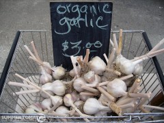 Organic Garlic