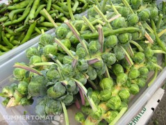 Brussels Sprouts