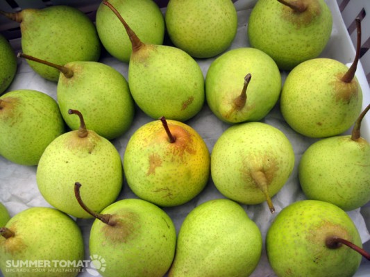 Asian Pears