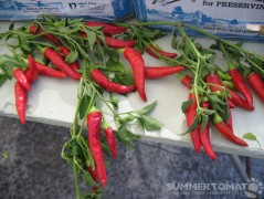 Chili Pepper Chili Pepper