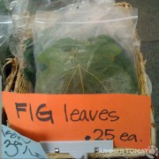 Fig Leaves