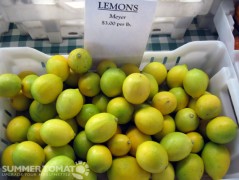 First Meyer Lemons First Meyer Lemons