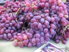 Flame Grapes Flame Grapes