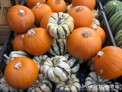 Pumpkins and Squash Pumpkins