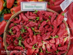 Red Japanese Shishito Peppers Red Japanese Shishito Peppers