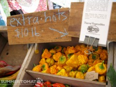 Scotch Bonnet Pepper Scotch Bonnet Peppers