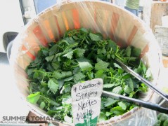 Stinging Nettles