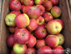 Black Twig Apples Black Twig Apples