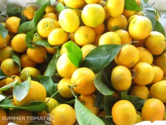 Early Mandarins Early Mandarins