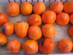 Hachiya Persimmons Hachiya Persimmons