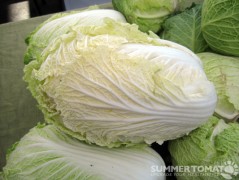 Napa Cabbage Napa Cabbage