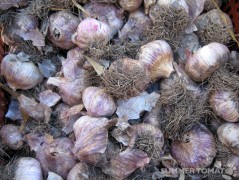 Red Garlic Red Garlic