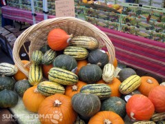 Winter Squash 2 Winter Squash
