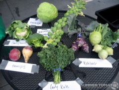 Brassica Brassica