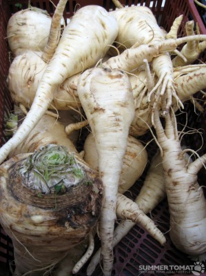 Giant Parsnips Giant Parsnips