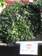 IMG_2529 Tatsoi