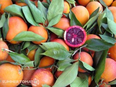 Blood Orange Blood Orange