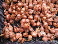 Dirty Girl Shallots Dirty Girl Shallots