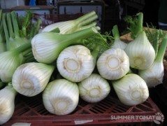 Fennel Bulbs Fennel Bulbs