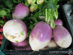 Giant Turnips Giant Turnips