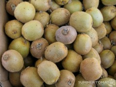 Kiwis Kiwis