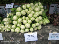 Shanghai bok choy Shanghai Bok Choy