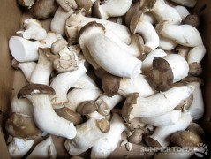 Trumpet Mushrooms Trumpet Mushrooms