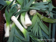 Twisted Leeks Twisted Leeks